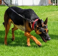 Phoenix - Adopt Me! - Photo 4
