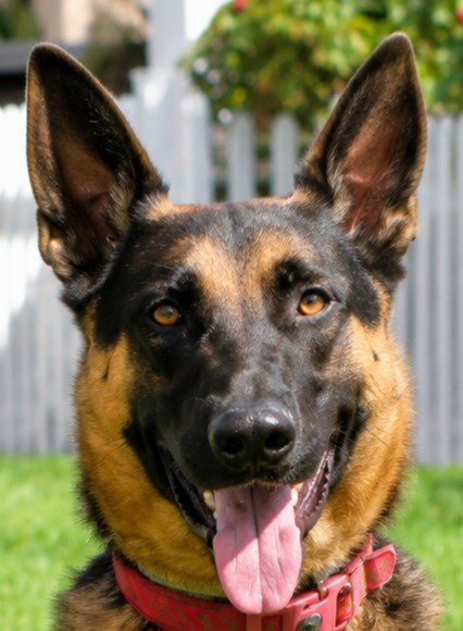 PHOENIX - ADOPT ME! - German Shepherd Dog available for adoption