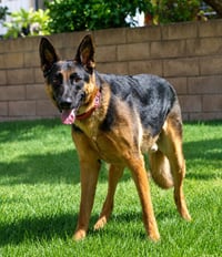 Phoenix - Adopt Me! - Photo 3