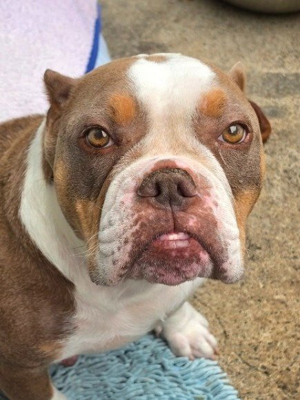 Marshmallow - Adopt Me! Image