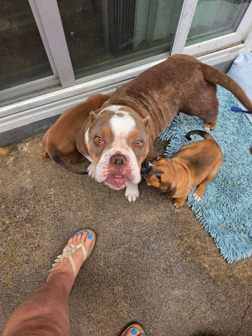 MARSHMALLOW - ADOPT ME! - American Staffordshire Terrier available for adoption