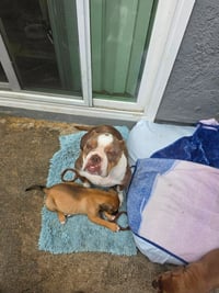 Marshmallow - Adopt Me! - Photo 4