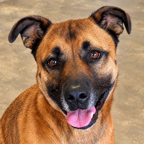 SMOKEY - FOSTER OR ADOPT ME! - German Shepherd Dog available for adoption