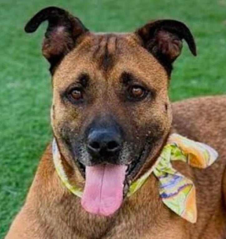 Smokey - Foster or Adopt Me! Image