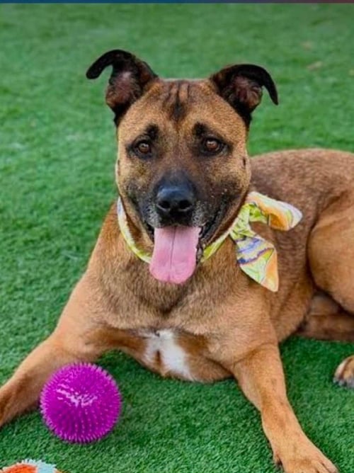 SMOKEY - FOSTER OR ADOPT ME! - German Shepherd Dog available for adoption