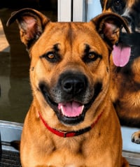 Smokey - Foster or Adopt Me! - Photo 3