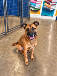 Smokey - Foster or Adopt Me! - Photo 2