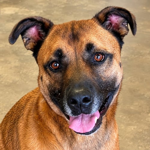 SMOKEY - FOSTER OR ADOPT ME! - German Shepherd Dog available for adoption