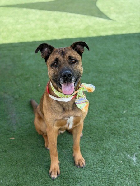 SMOKEY - FOSTER OR ADOPT ME! - German Shepherd Dog available for adoption