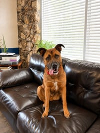 Smokey - Foster or Adopt Me! - Photo 4