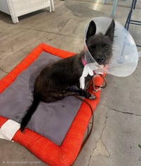 Nina - Adopt Me! - Photo 4