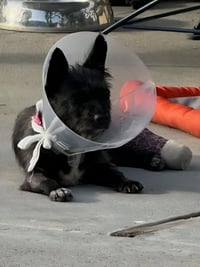 Nina - Adopt Me! - Photo 3