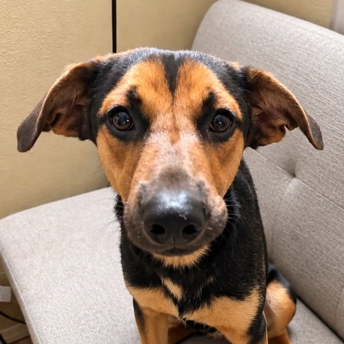 BOWIE -  (COURTESY POST) FOSTER OR ADOPT ME! - German Shepherd Dog available for adoption