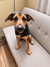 Bowie -  (Courtesy Post) Foster or Adopt Me! - Photo 2