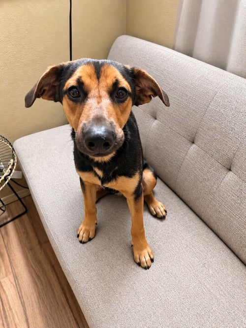 BOWIE -  (COURTESY POST) FOSTER OR ADOPT ME! - German Shepherd Dog available for adoption