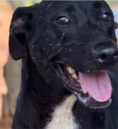 LUNA - (COURTESY POST) ADOPT ME! - Labrador Retriever for adoption in Irvine