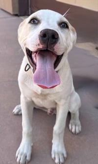 Island-CP-Foster or Adopt Me! - Photo 2