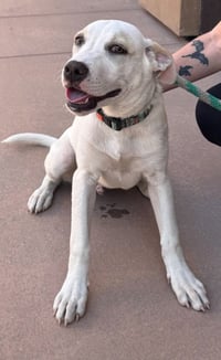 Island-CP-Foster or Adopt Me! - Photo 3
