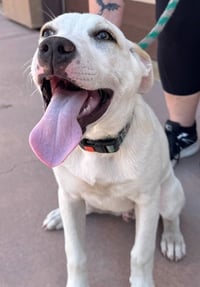 Island-CP-Foster or Adopt Me! - Photo 4