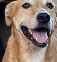 Honey - (Courtesy Post) Adopt Me! - Photo 1