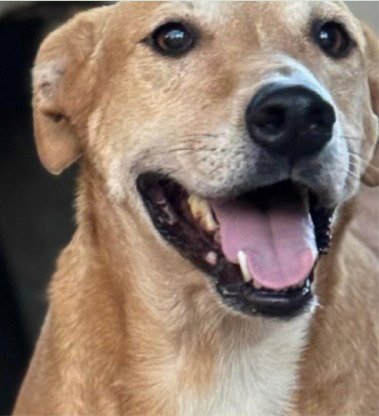 HONEY - (COURTESY POST) ADOPT ME! - Labrador Retriever for adoption in Irvine