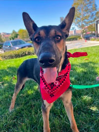 Huxley -  (Courtesy Post) Adopt Me! - Photo 3