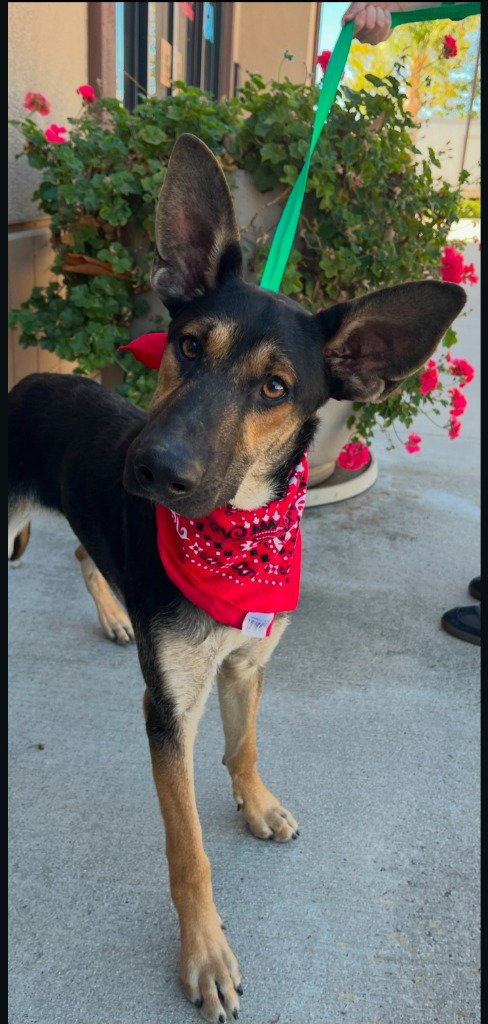 HUXLEY -  (COURTESY POST) ADOPT ME! - German Shepherd Dog available for adoption