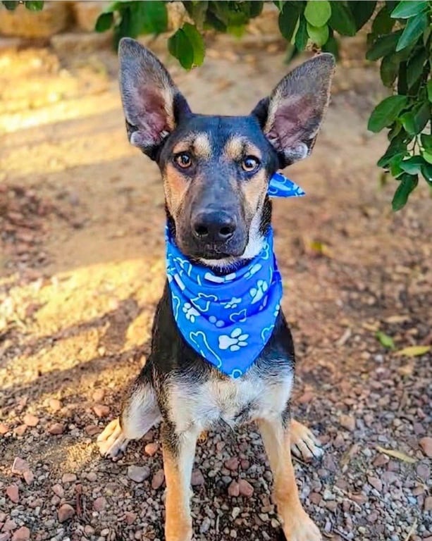 Huxley -  (Courtesy Post) Adopt Me! Image