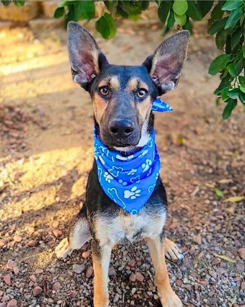 HUXLEY -  (COURTESY POST) ADOPT ME! - German Shepherd Dog available for adoption