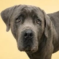 Gray - (Courtesy Post) Foster or Adopt Me! - Photo 1