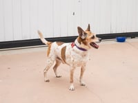 Ollie - Adopt Me! - Photo 4