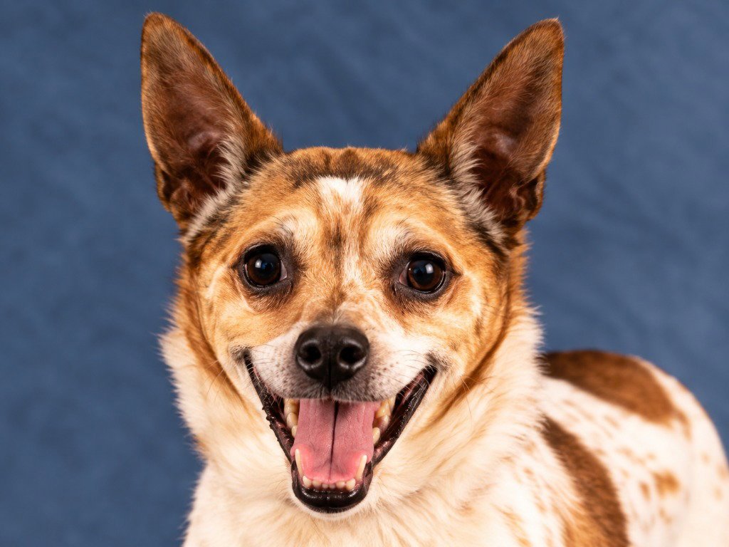 Ollie - Adopt Me! Image