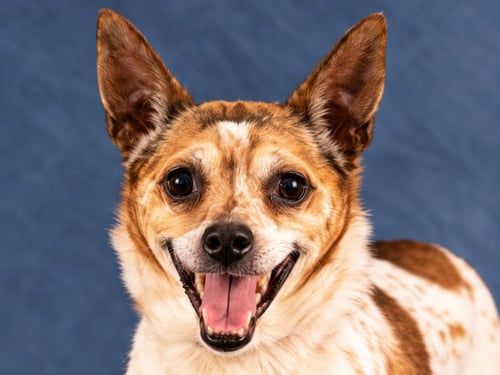 OLLIE - ADOPT ME! - Jack Russell Terrier / Chihuahua available for adoption