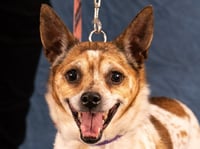 Ollie - Adopt Me! - Photo 1