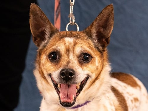 OLLIE - ADOPT ME! - Jack Russell Terrier / Chihuahua available for adoption