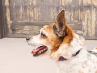 Ollie - Adopt Me! - Photo 3