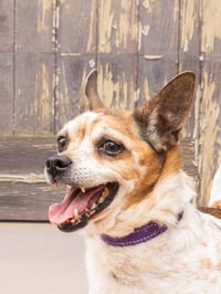 Ollie - Adopt Me! - Photo 2