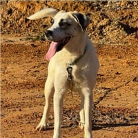 Lexie - (Courtesy Post) Adopt Me! - Photo 1