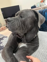 Argos (Courtesy Post) Adopt Me! - Photo 4