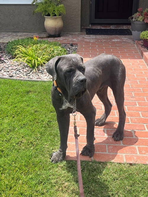 ARGOS (COURTESY POST) ADOPT ME! - Cane Corso Mastiff available for adoption