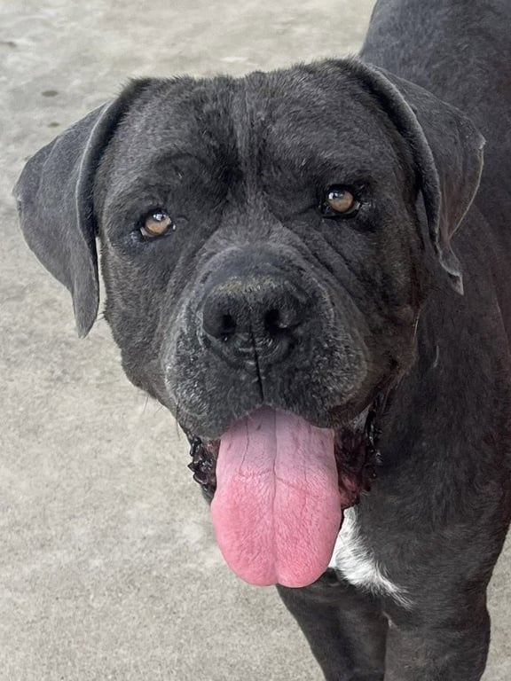 Argos (Courtesy Post) Adopt Me! Image