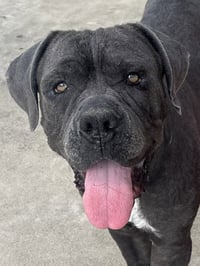 Argos (Courtesy Post) Adopt Me! - Photo 1