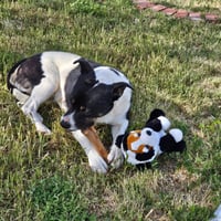 Baby (Courtesy Post) - Adopt Me! - Photo 3