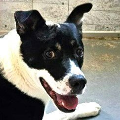 BABY (COURTESY POST) - ADOPT ME! - Terrier / American Staffordshire Terrier available for adoption
