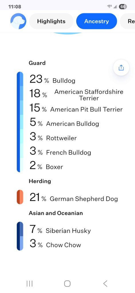 BABY (COURTESY POST) - ADOPT ME! - Terrier / American Staffordshire Terrier available for adoption