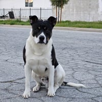 Baby (Courtesy Post) - Adopt Me! - Photo 4