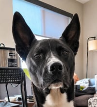 Hari - Courtesy Post Adopt Me! - Photo 1