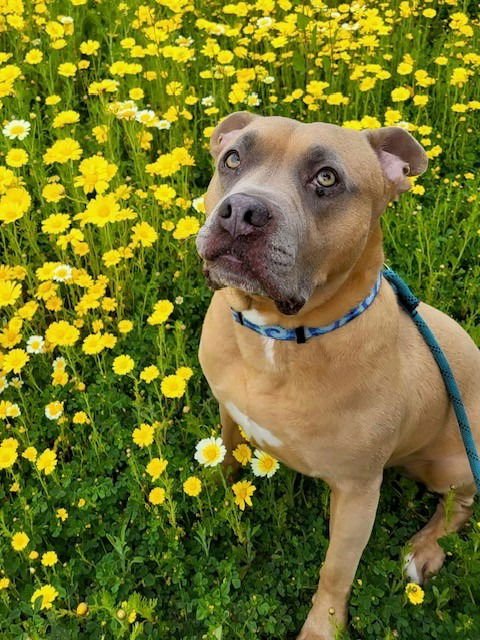 BEAR - (COURTESY POST) FOSTER OR ADOPT ME! - American Staffordshire Terrier available for adoption