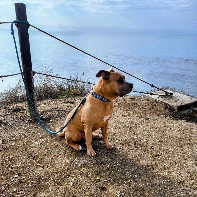 BEAR - (COURTESY POST) FOSTER OR ADOPT ME! - American Staffordshire Terrier available for adoption