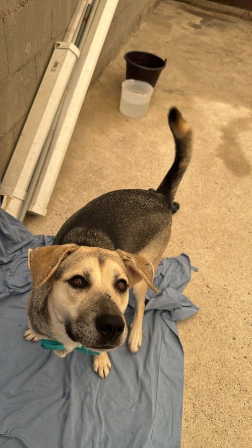 MADDEX (COURTESY POST) - ADOPT ME! - Shepherd / German Shepherd Dog available for adoption